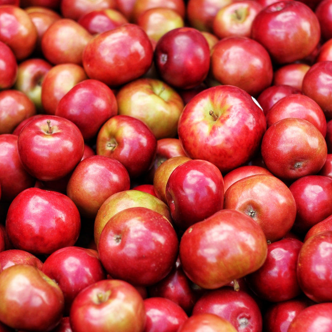 The Perfect Place for Upstate Apple-Picking