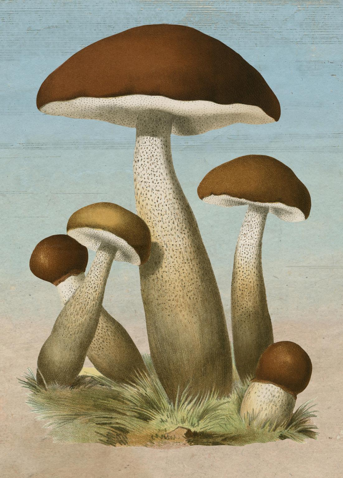 John Derian Paper Goods: Mushrooms 1,000-Piece Puzzle